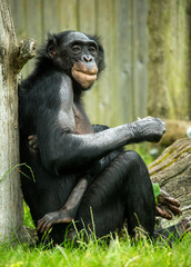 Bonobo Chimp