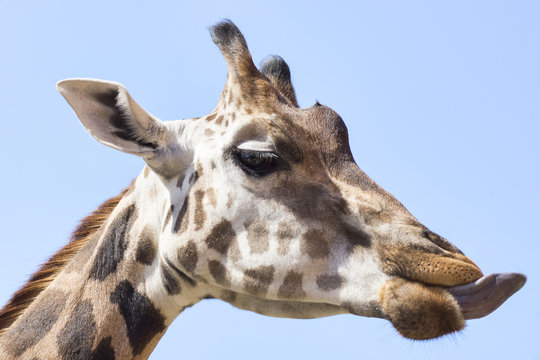 portrait photo of the giraffe