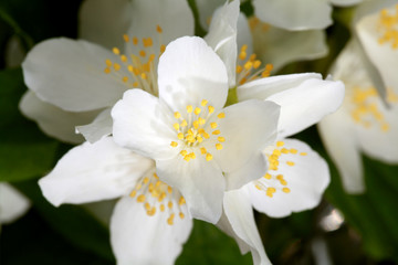 jasmine flowers