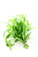 Herb Series - Tarragon