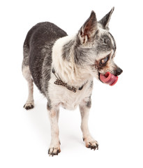 Funny Old Chihuahua Dog With Tongue Out