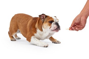 Training an English Bulldog