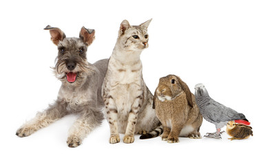 Group of Domestic Pets With Dog, Cat Rabbit and Birds