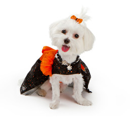 Maltese Dog wearing halloween costume