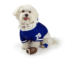 Maltese Dog waring football uniform