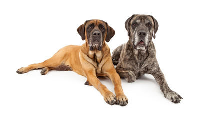 Two Mastiff Dogs Laying Down
