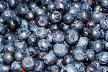 Many dark-blue blueberries collected in the forest