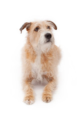 Mixed Breed Large Scruffy Dog Laying Down