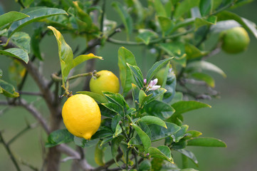 lemon tree.