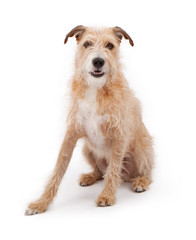 Mixed Breed Large Scruffy Dog