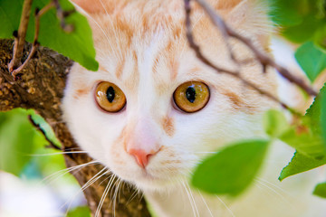 The cat with orange eyes