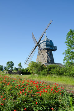 Poppy field with windmill