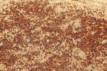 Chickpeas drying in the sun spread on a tarp