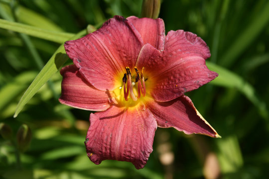 Fototapeta Flower of Red Day-lily (Hemerocallis Red Rum)