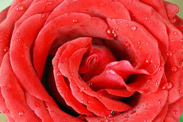 Red rose flower closeup