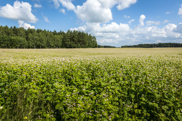 Fototapeta na wymiar Rural field landscape in Poland