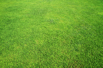 Green grass background