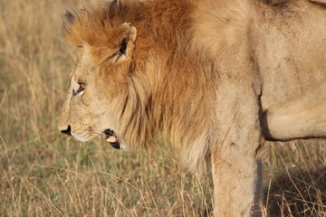 Fototapeta na wymiar ケニアマサイマラ　雄ライオン