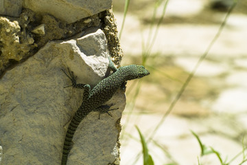 The wall lizard (Podarcis muralis)