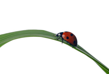 ladybug