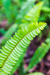 Fern leaves