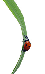 ladybug © Zbyszek Nowak