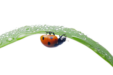 ladybug