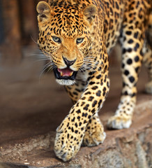 Obraz na płótnie Canvas Portret Leopard