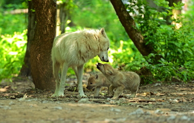 White wolf in forest