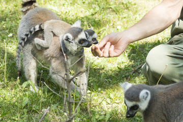 lemurs feeding