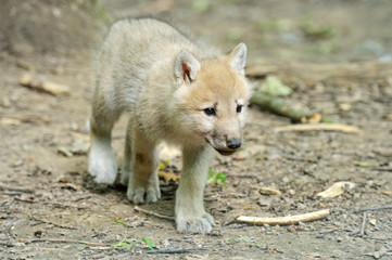 White wolf in forest