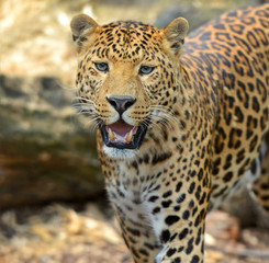 Leopard