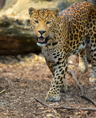 Leopard portrait