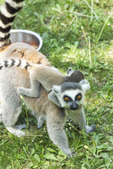 lemur family