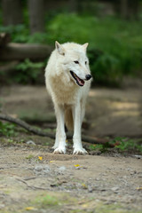 Naklejka na ściany i meble Biały wilk w lesie