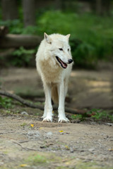 Obraz premium White wolf in forest