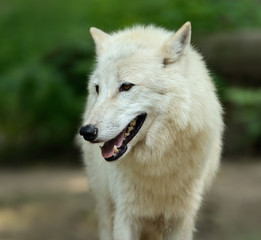White wolf in forest