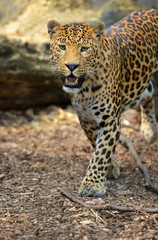 Leopard portrait
