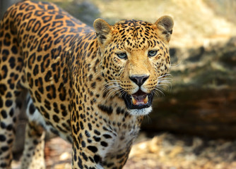 Leopard portrait