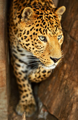 Fototapeta na wymiar Portret Leopard