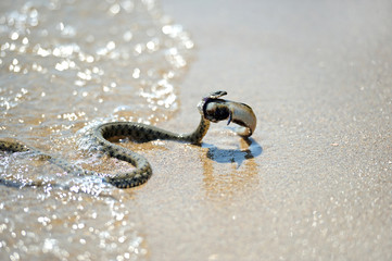 venomous snake
