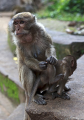 Обезьяна с детенышем. A monkey with a baby.
