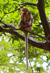 Обезьяна на дереве ест банан.