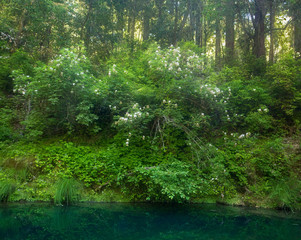 Lush Idyllic Forest in Spring