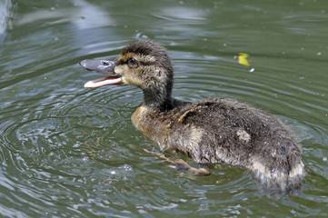 Mallard Duckling
