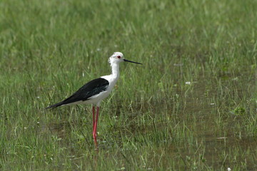 Échasse blanche (Himantopus himantopus)