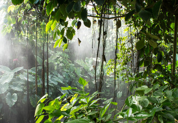 Rainforest - obrazy, fototapety, plakaty