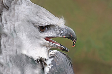 close up male adult harpy eagle