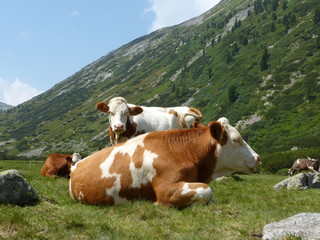 Fototapeta na wymiar Krowy w wysokich górach