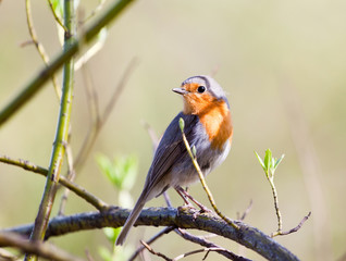 Songbird robin